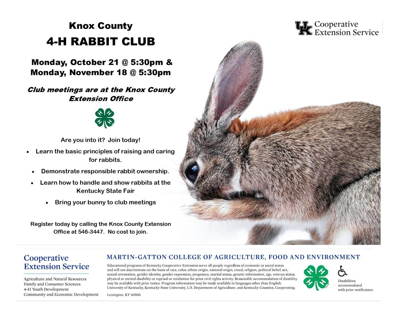 Rabbit club flyer 