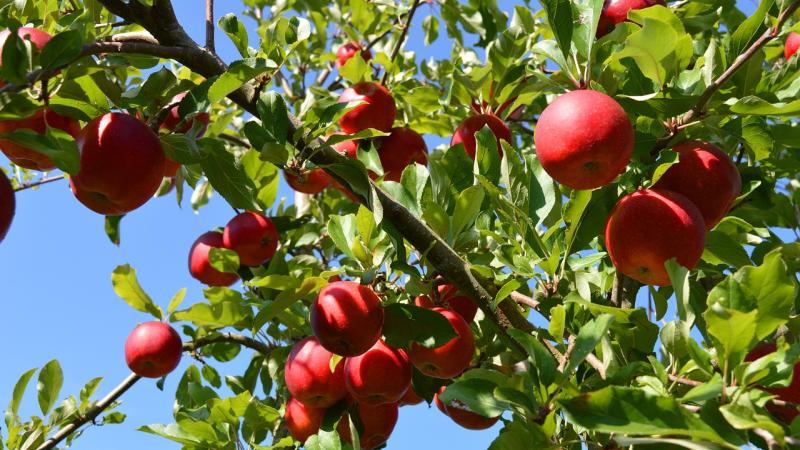 apple tree